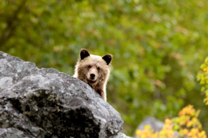 Aventures en terre animale - Le Grizzli du Canada - Photos