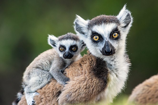 Aventures en terre animale - Le Lémurien de Madagascar - Kuvat elokuvasta