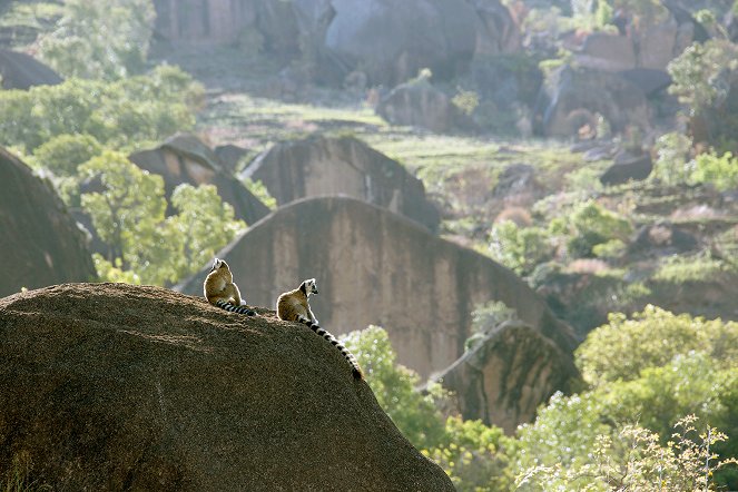 Aventures en terre animale - Le Lémurien de Madagascar - Kuvat elokuvasta