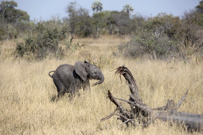 Naledi: A Baby Elephant's Tale - Filmfotók
