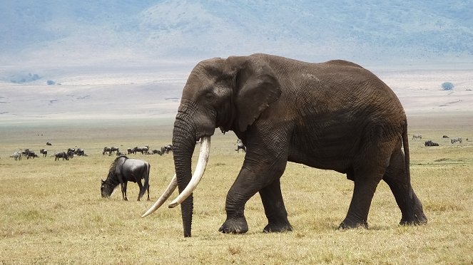 Az elefántok védelmében - Filmfotók