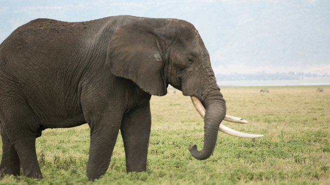 Az elefántok védelmében - Filmfotók