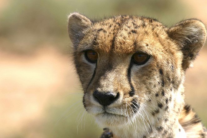 Sibella - Leben einer Gepardin - Filmfotos