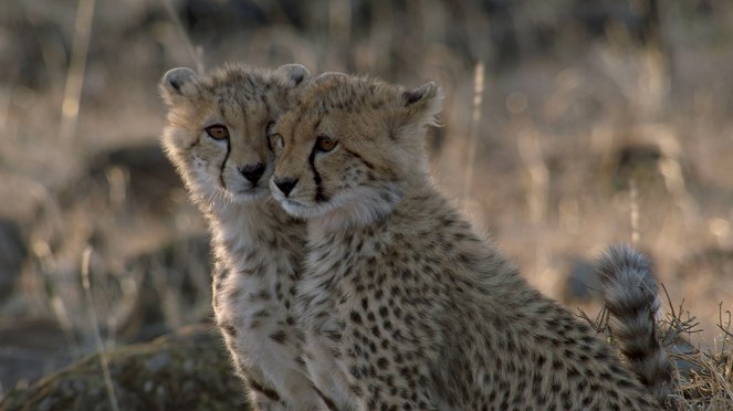 Man Among Cheetahs - Photos