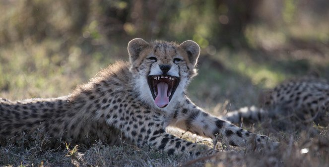 Man Among Cheetahs - Photos