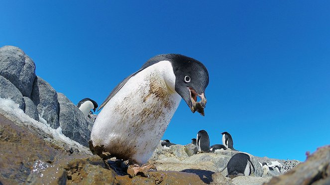 Universum: Undercover unter Tieren - Filmfotos