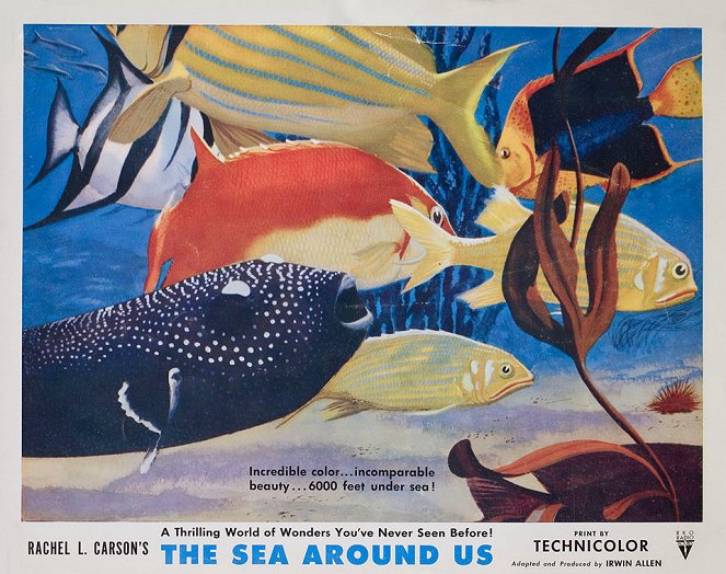 The Sea Around Us - Cartes de lobby