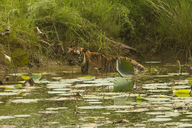 A világ leghíresebb tigrise - Filmfotók