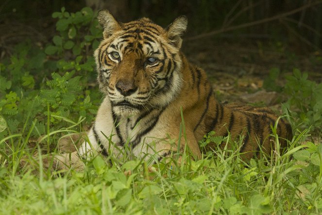 A világ leghíresebb tigrise - Filmfotók