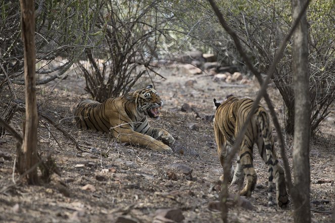 Machli - Die Tigerkönigin - Filmfotos