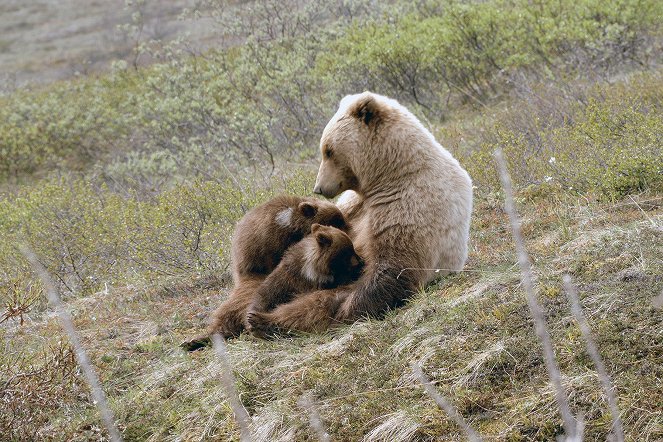 Setkání s grizzlym - Z filmu
