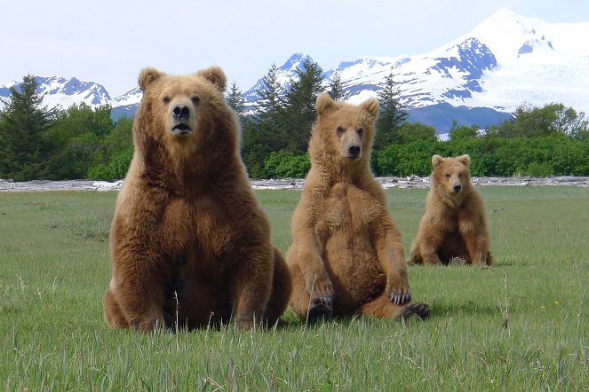 Grizzly Encounters - with Chris Morgan - Photos
