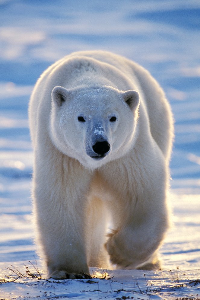 Le Monde de l'ours polaire - Film