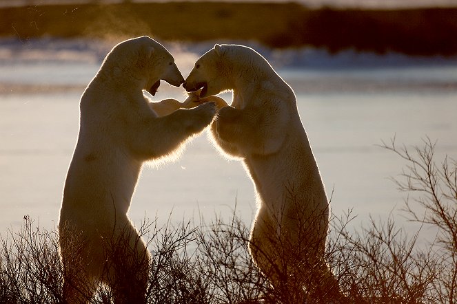 Le Monde de l'ours polaire - Photos
