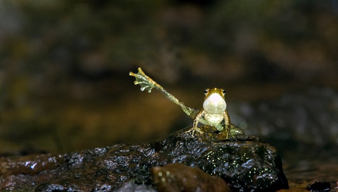 The Natural World - Nature's Miniature Miracles - Photos
