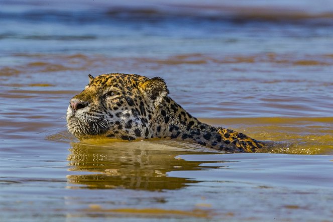 Jaguar vs. Krokodil - Filmfotos