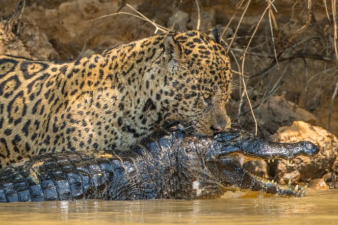 Jaguars vs. Crocs - Photos