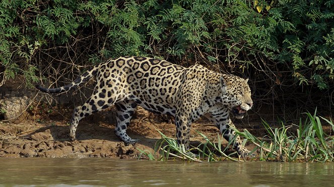 Jaguars vs. Crocs - Van film