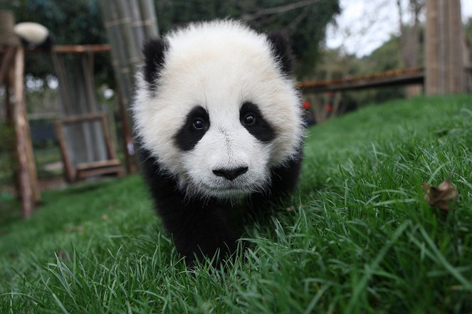 Der kleine Panda - Filmfotos