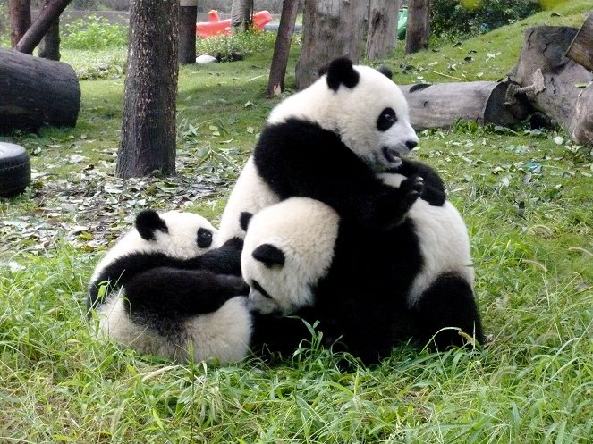 Der kleine Panda - Filmfotos