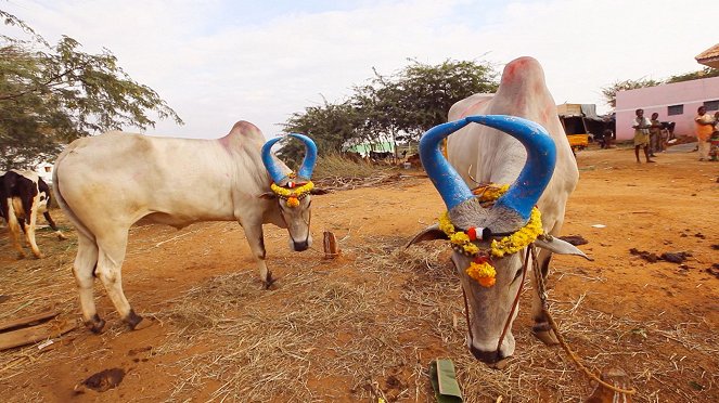 Spirit of India: The Festivals - Photos