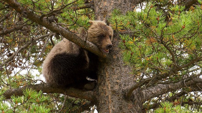 Wild Bear Rescue - Photos