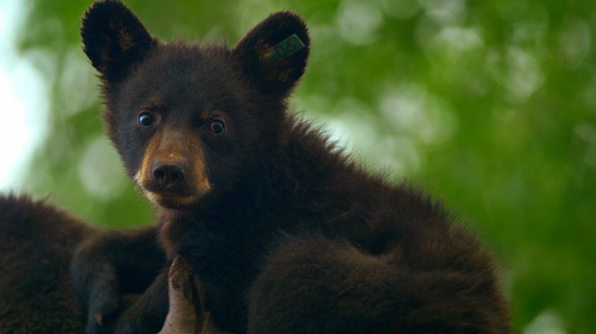 Záchrana divokých medvědů - Z filmu