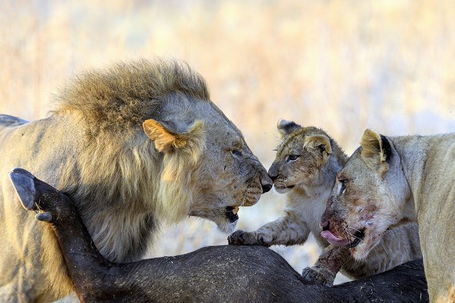 The Lions Rule - Photos