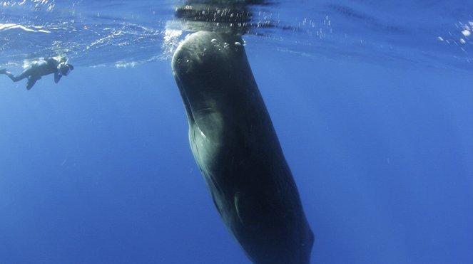 Velryby na dohled - Z filmu