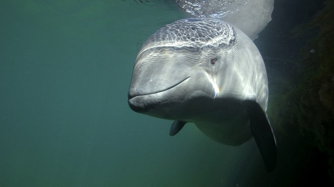 Erlebnis Erde: Wale vor unserer Küste - Van film