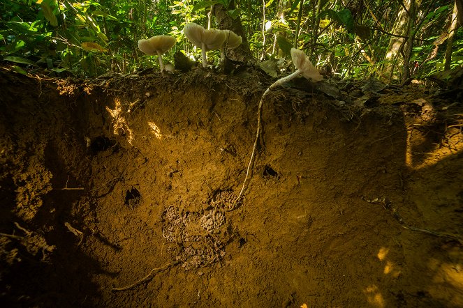 Die wimmelnde Welt der Termiten - Filmfotos