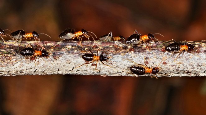 The World According to Termites - Photos
