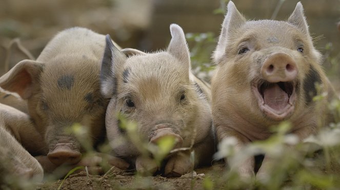 5 petits cochons - De la película