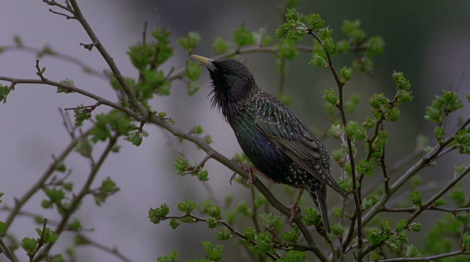 The inner life of Starlings - Photos
