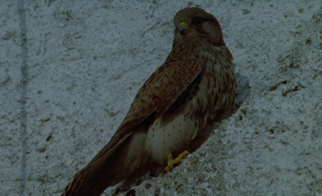 Falkens öga - Filmfotos
