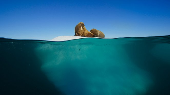 David Attenborough: A kék bolygó - Az óceán világa, Speciális kiadás - Egy óceán - Filmfotók
