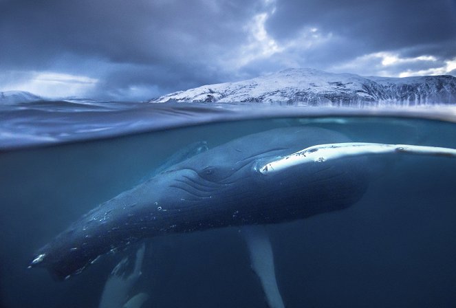 David Attenborough: A kék bolygó - Az óceán világa, Speciális kiadás - Egy óceán - Filmfotók