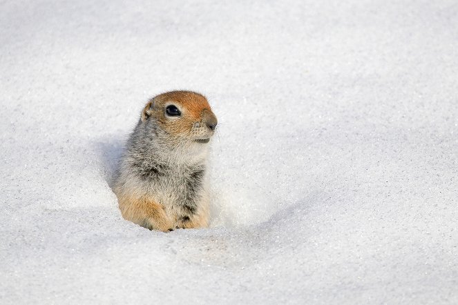 Life in the Snow - Photos