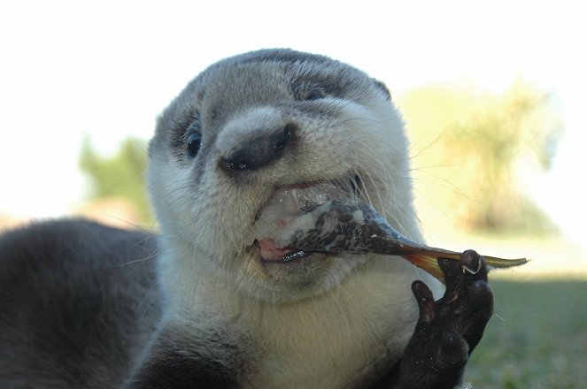 Otterly Incredible - Photos