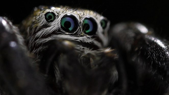Le Règne de l'araignée - Filmfotos