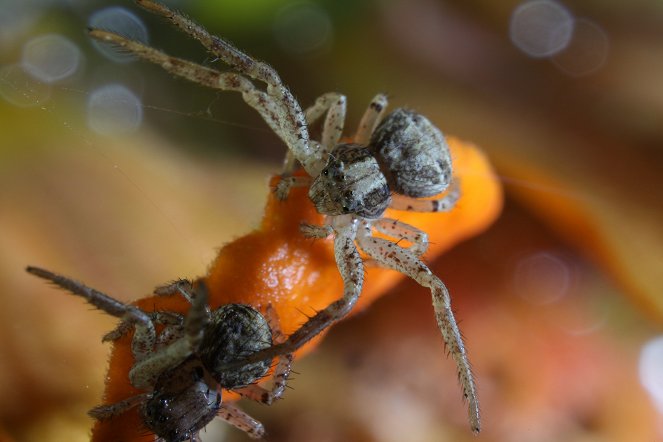 Le Règne de l'araignée - Filmfotos