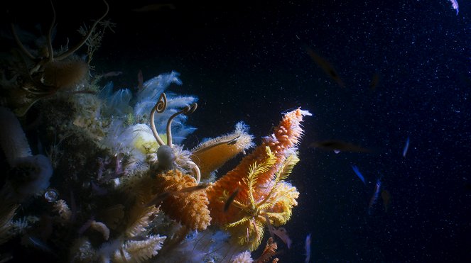 The Blue Planet - Meren syvyyksissä - Kuvat elokuvasta