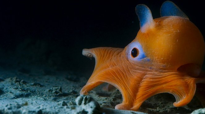 David Attenborough: A kék bolygó - Az óceán világa, Speciális kiadás - A mélység - Filmfotók