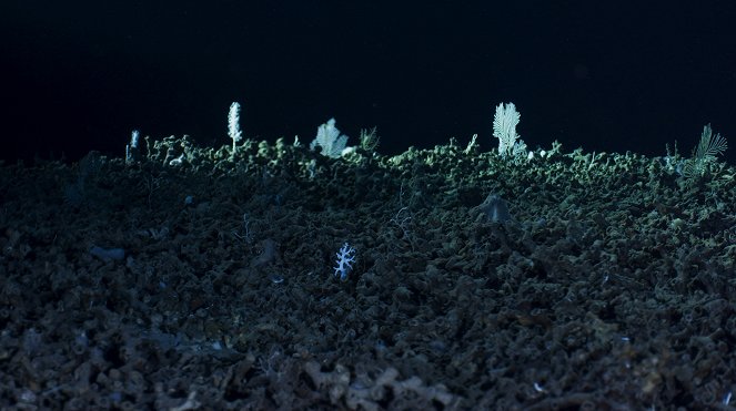 David Attenborough: A kék bolygó - Az óceán világa, Speciális kiadás - A mélység - Filmfotók
