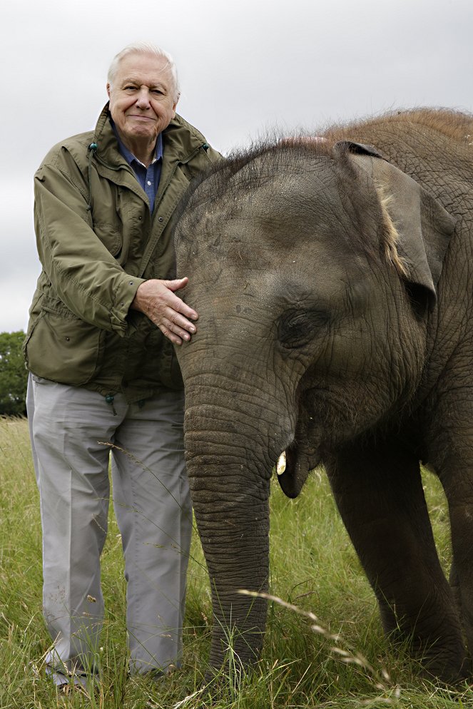 David Attenborough: Slon jménem Jumbo - Z filmu - David Attenborough