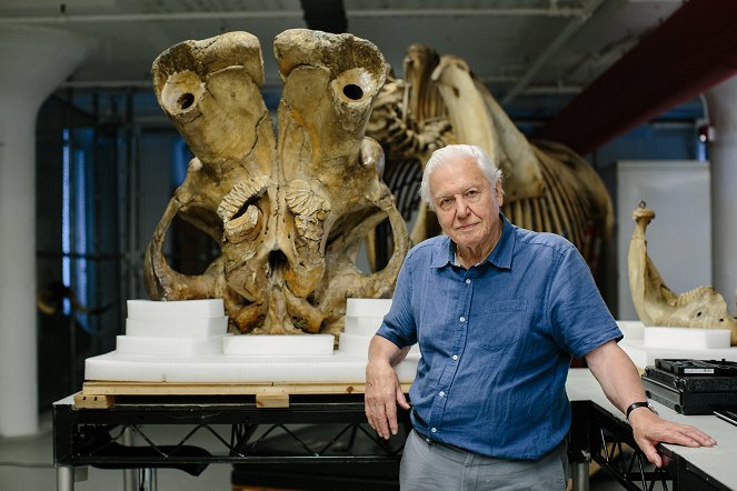 Attenborough and the Giant Elephant - Do filme - David Attenborough