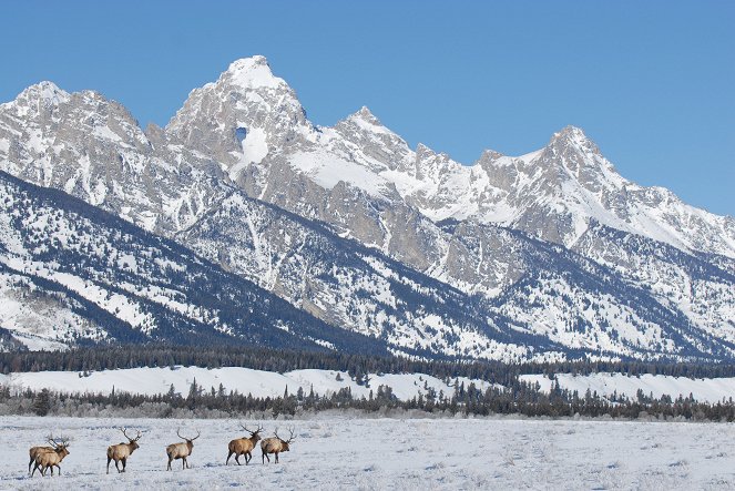 Yellowstone: Wildest Winter to Blazing Summer - Kuvat elokuvasta