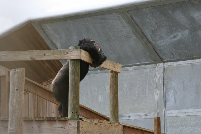 American Chimpanzee - Photos
