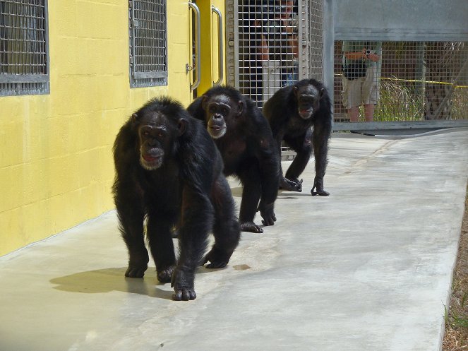 Amerikai csimpánz - Filmfotók