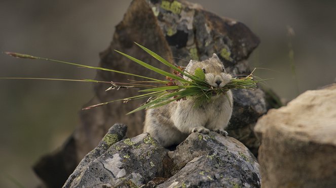 The Wild Canadian Year - Photos